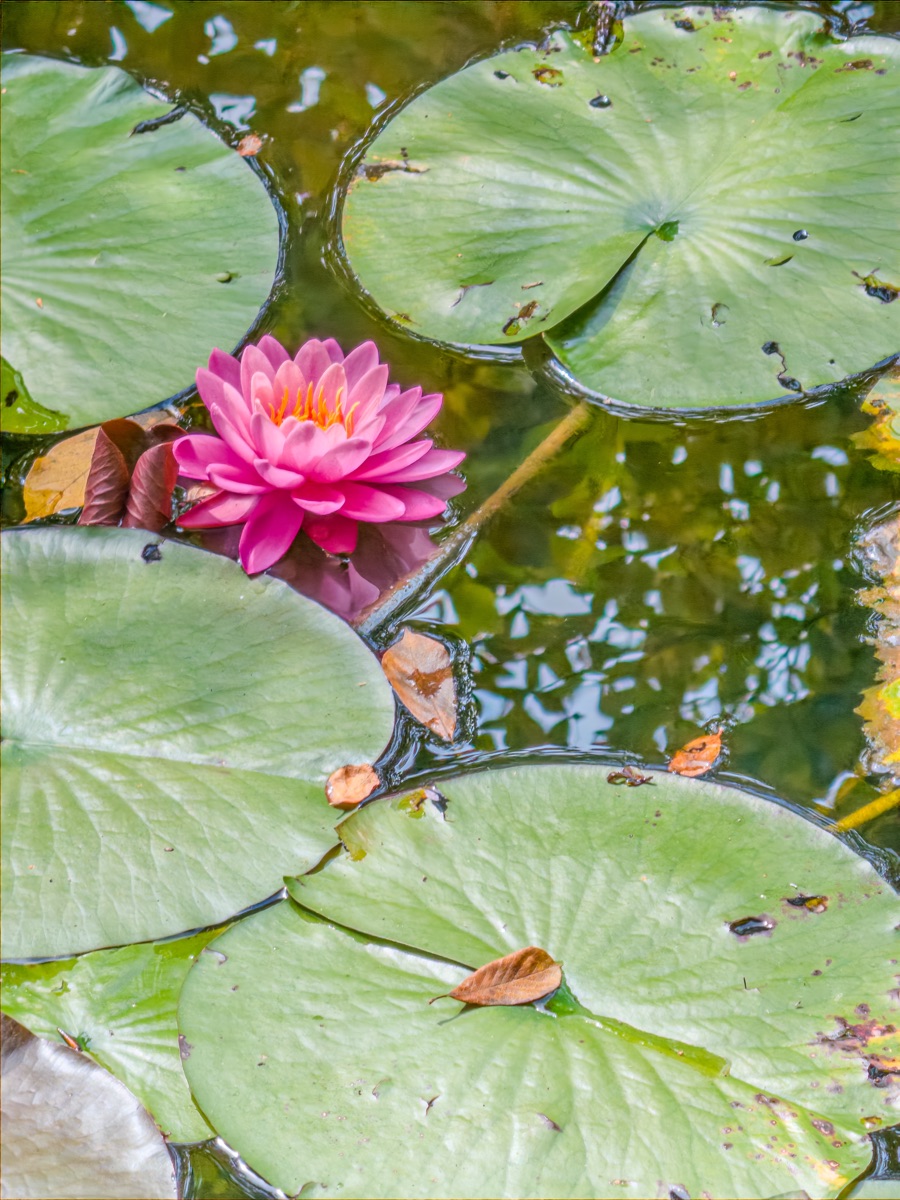 Lily pad and pink water lily at Madoo Conservancy